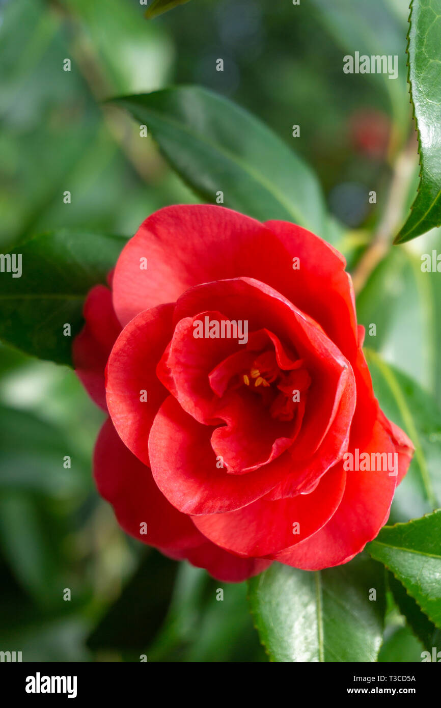 Close-up de una hermosa inmaculada rojo Camellia japonica (As de Corazones)  con hojas verdes. Vista de una flor de camelia roja Fotografía de stock -  Alamy