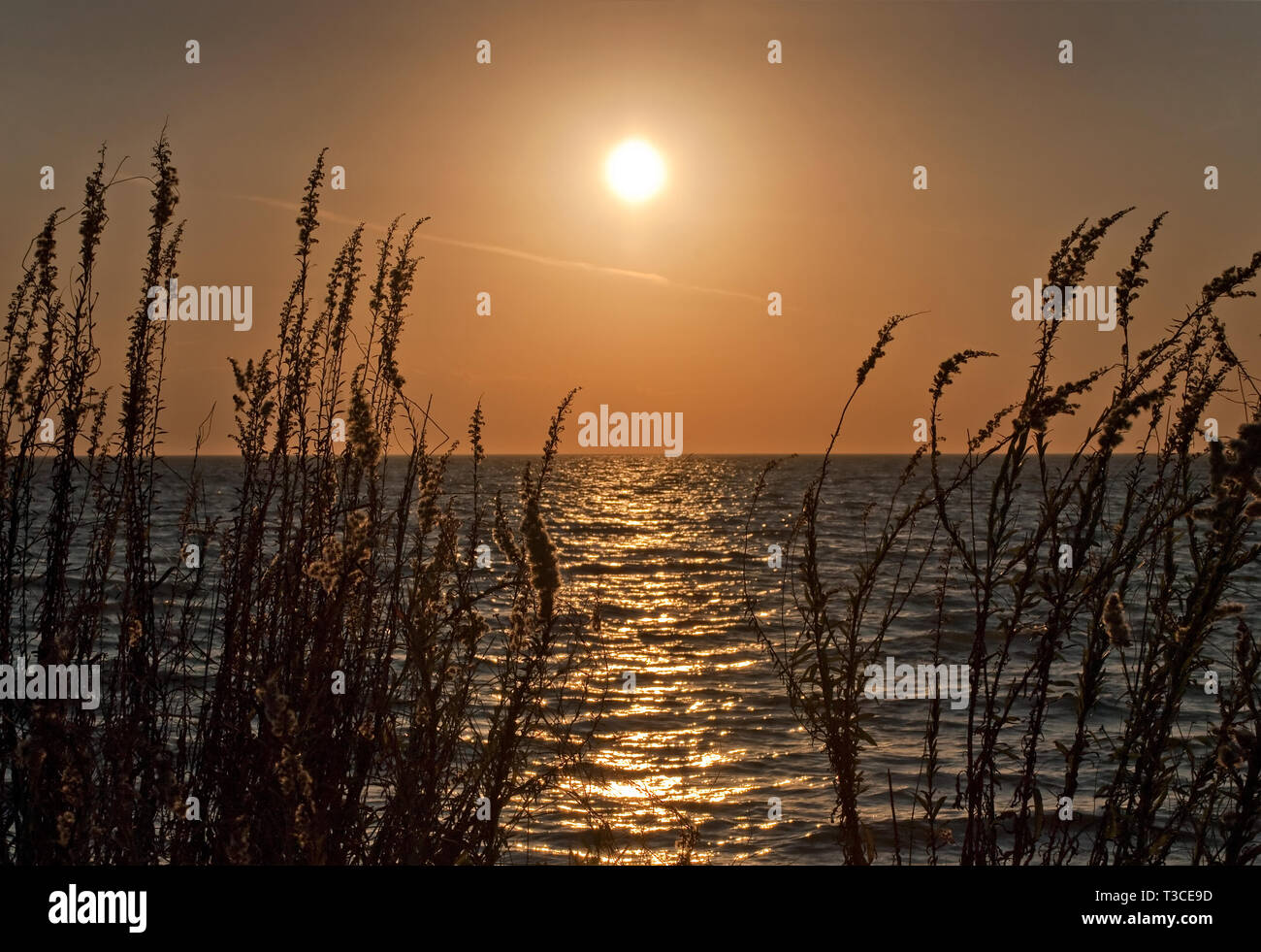 La avena marina (Uniola paniculata) está perfilada por la puesta de sol en los antiguos muelles estatales de Bayou La Batre, Ala. 4 de diciembre de 2010. Foto de stock