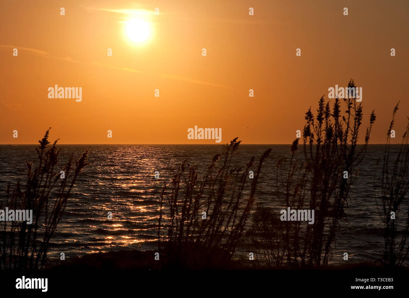 La avena marina (Uniola paniculata) está perfilada por la puesta de sol en los antiguos muelles estatales de Bayou La Batre, Ala. 4 de diciembre de 2010. Foto de stock