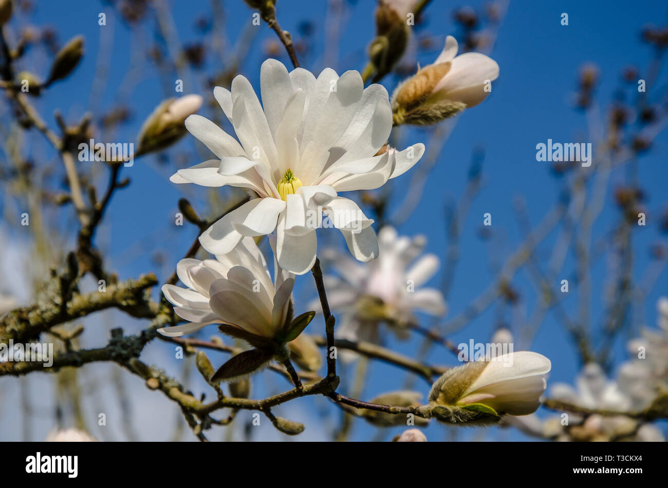 Magnolia es un gran género de aproximadamente 210 especies de plantas con flores de la familia Magnoliaceae. Es el nombre botánico francés Pierre Magnol. Foto de stock
