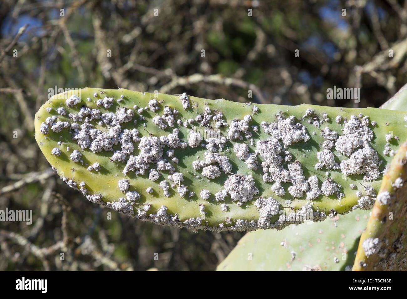El control biológico de las especies de Opuntia cactus en Sudáfrica mediante la introducción de la cochinilla Dactylopius opuntia, colonia compuesto de cera-cubiertos Foto de stock