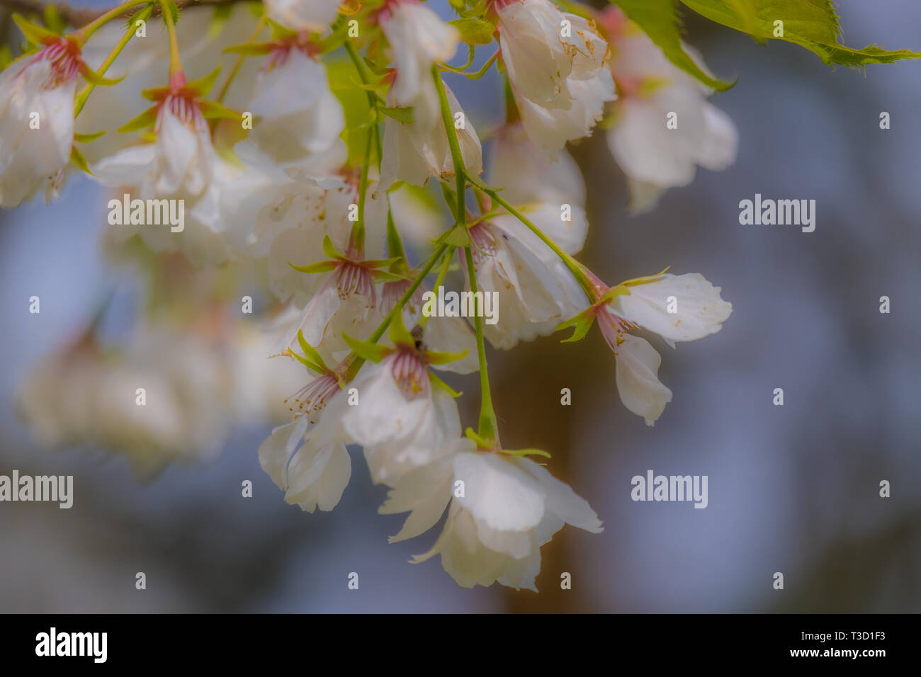 estudiar Estacionario Sacrificio Colgando flores blancas fotografías e imágenes de alta resolución - Alamy