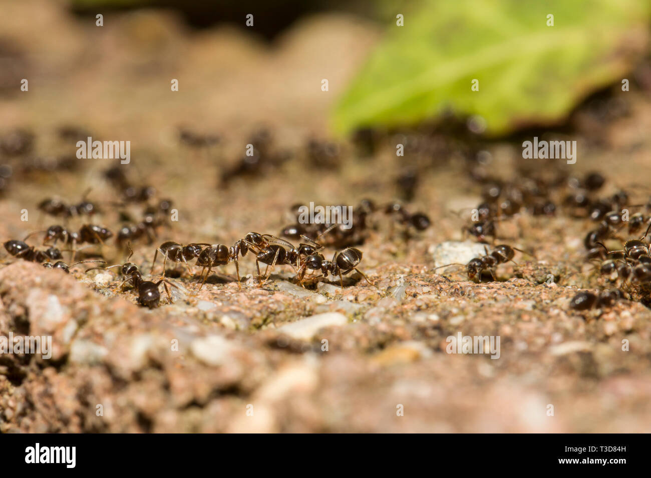 Ameisen, Formicidae, hormigas Foto de stock