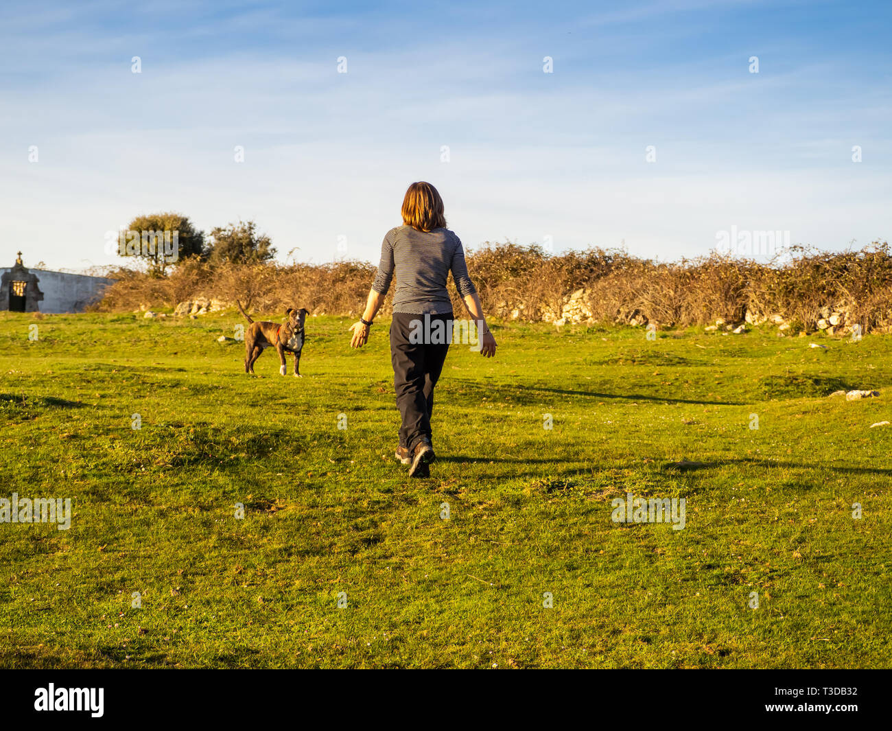 Una mujer adulta joven jugando con un perro de la Raza American Staffordshire en campo en primavera Foto de stock