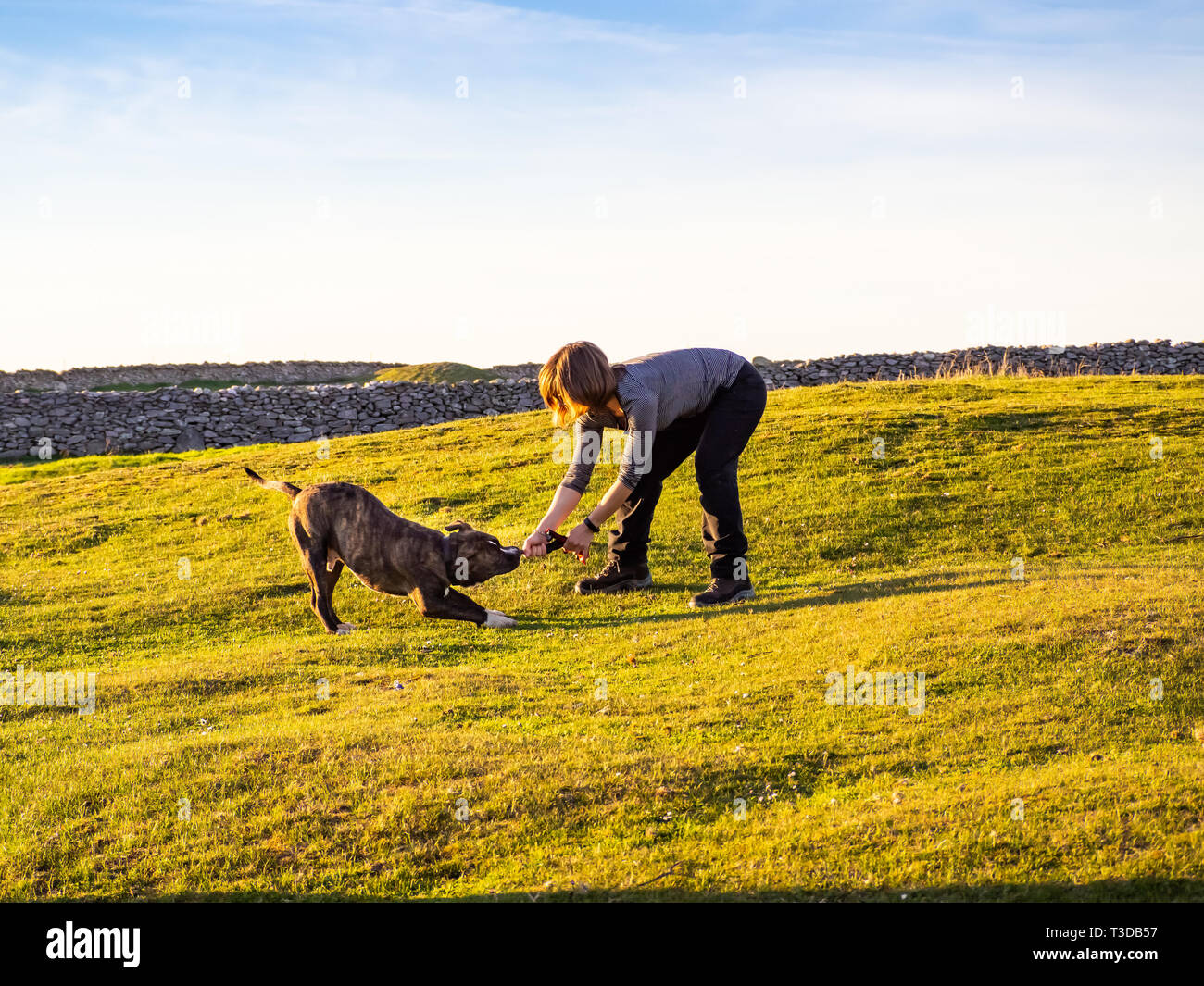 Una mujer adulta joven jugando con un perro de la Raza American Staffordshire en campo en primavera Foto de stock