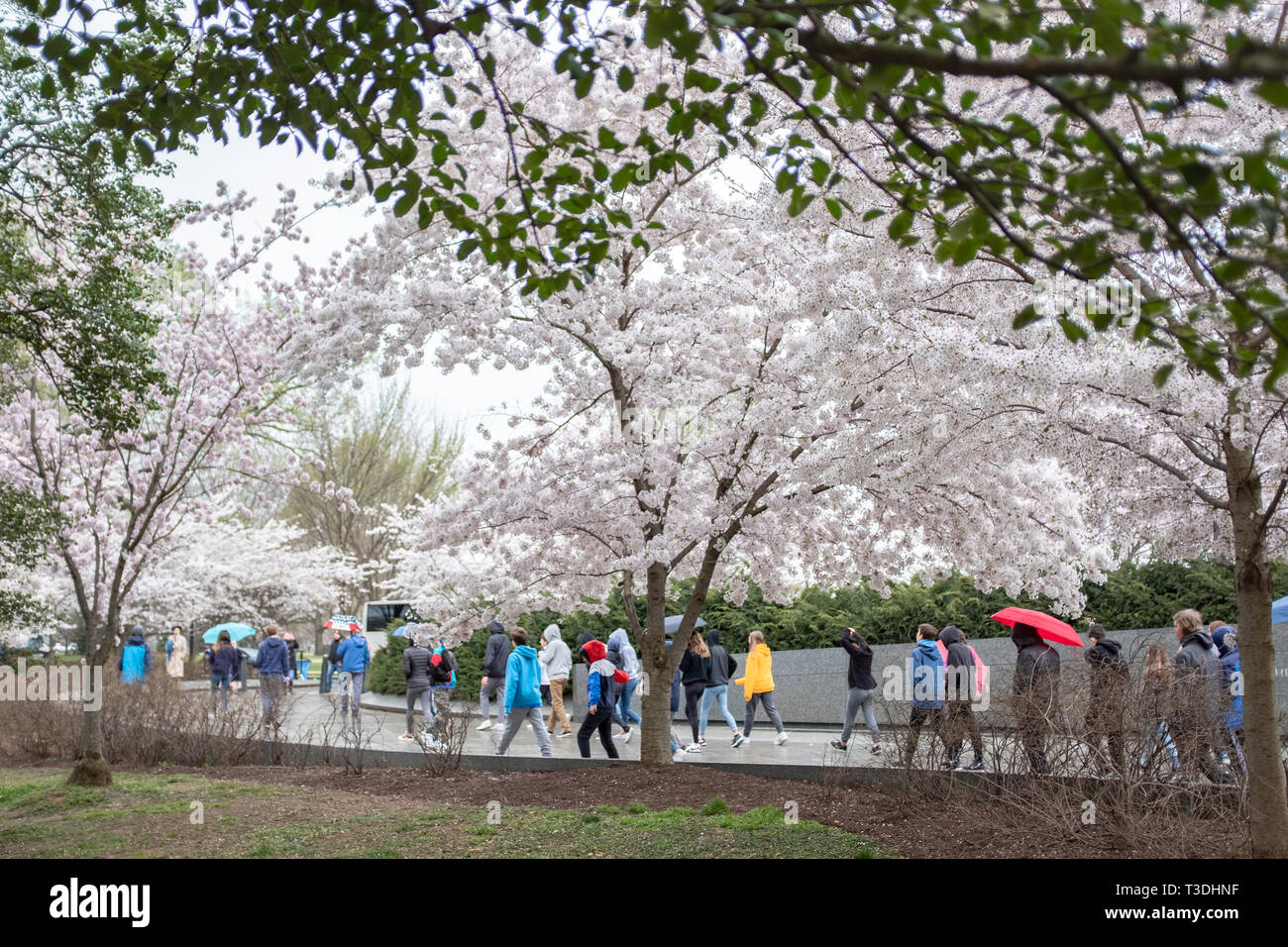 Una tarde lluviosa, con la floración de los cerezos en flor, los