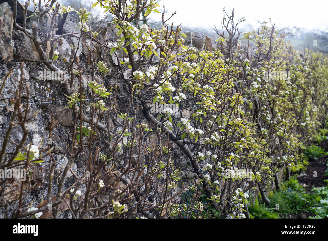 Apple / Flor de pera en una formación de fruta de árbol / Bush contra una pared, tutorado. River Cottage, Parque Granja, Axminster, Devon, Reino Unido Foto de stock