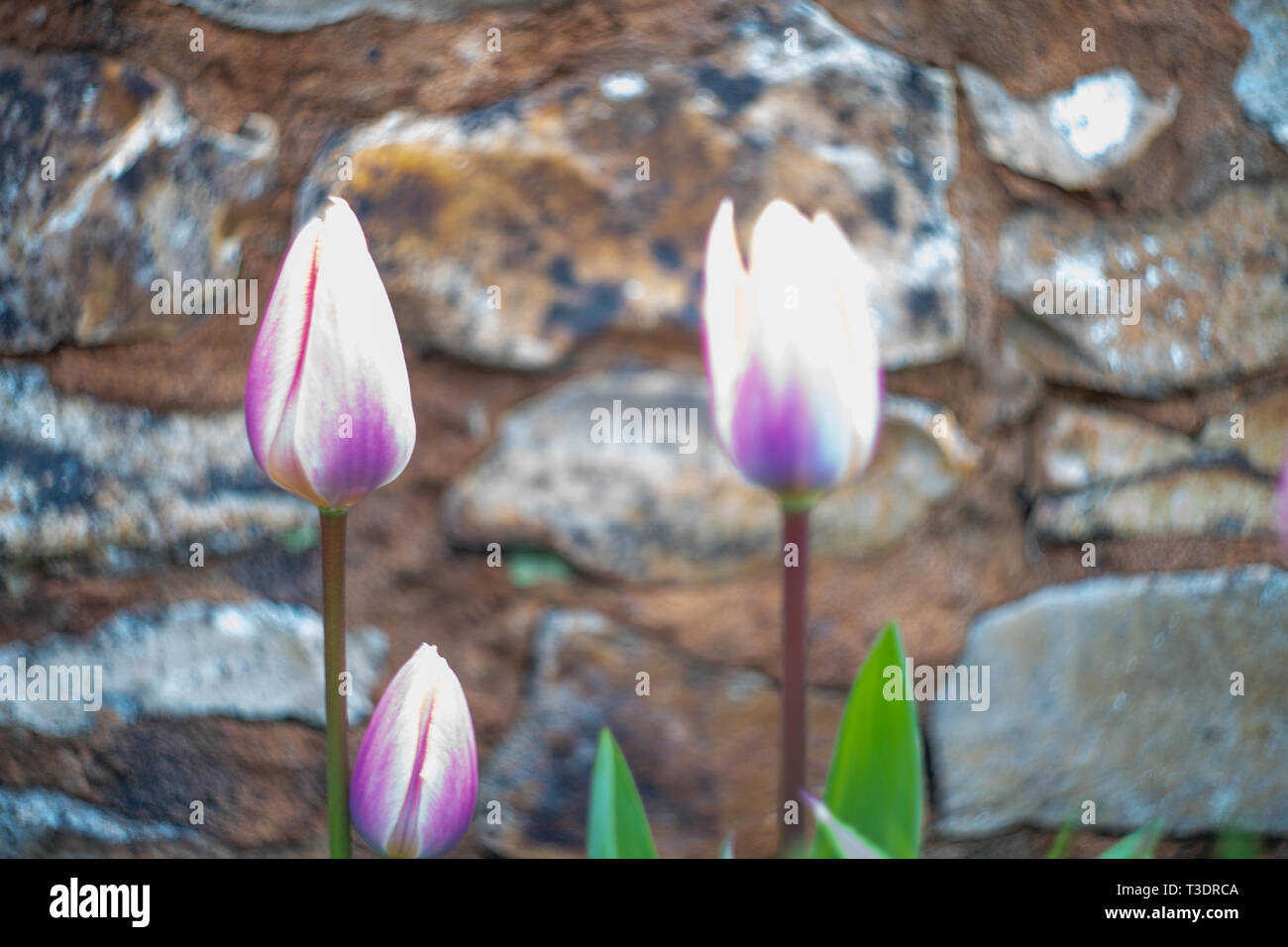 Tulipanes púrpura por un muro de piedra, River cottage garden, Parque Granja, Axminster, Devon, Reino Unido Foto de stock