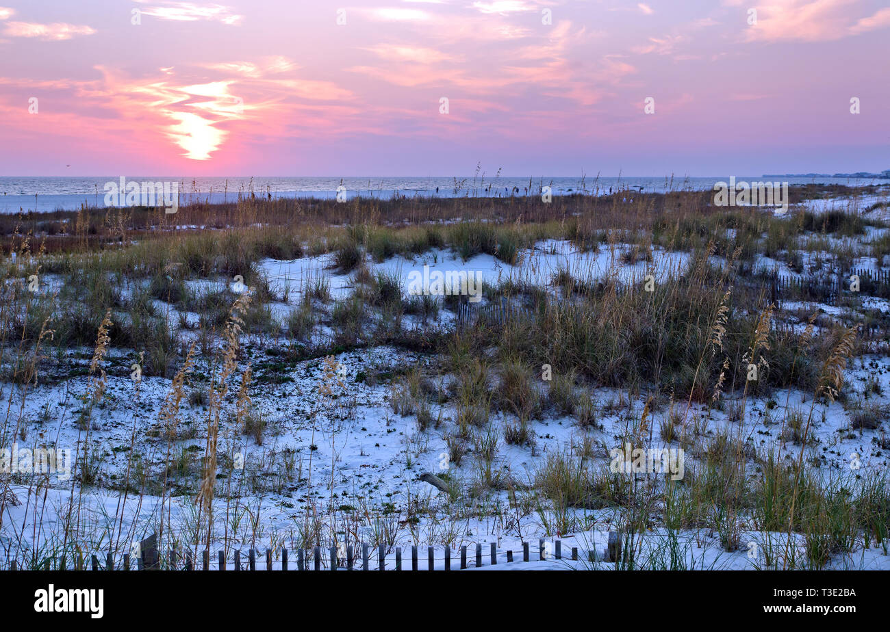 El sol se pone en dunas de arena y avena de mar (Uniola paniculata) plantadas para el control de la erosión en Dauphin Island, Alabama. Foto de stock