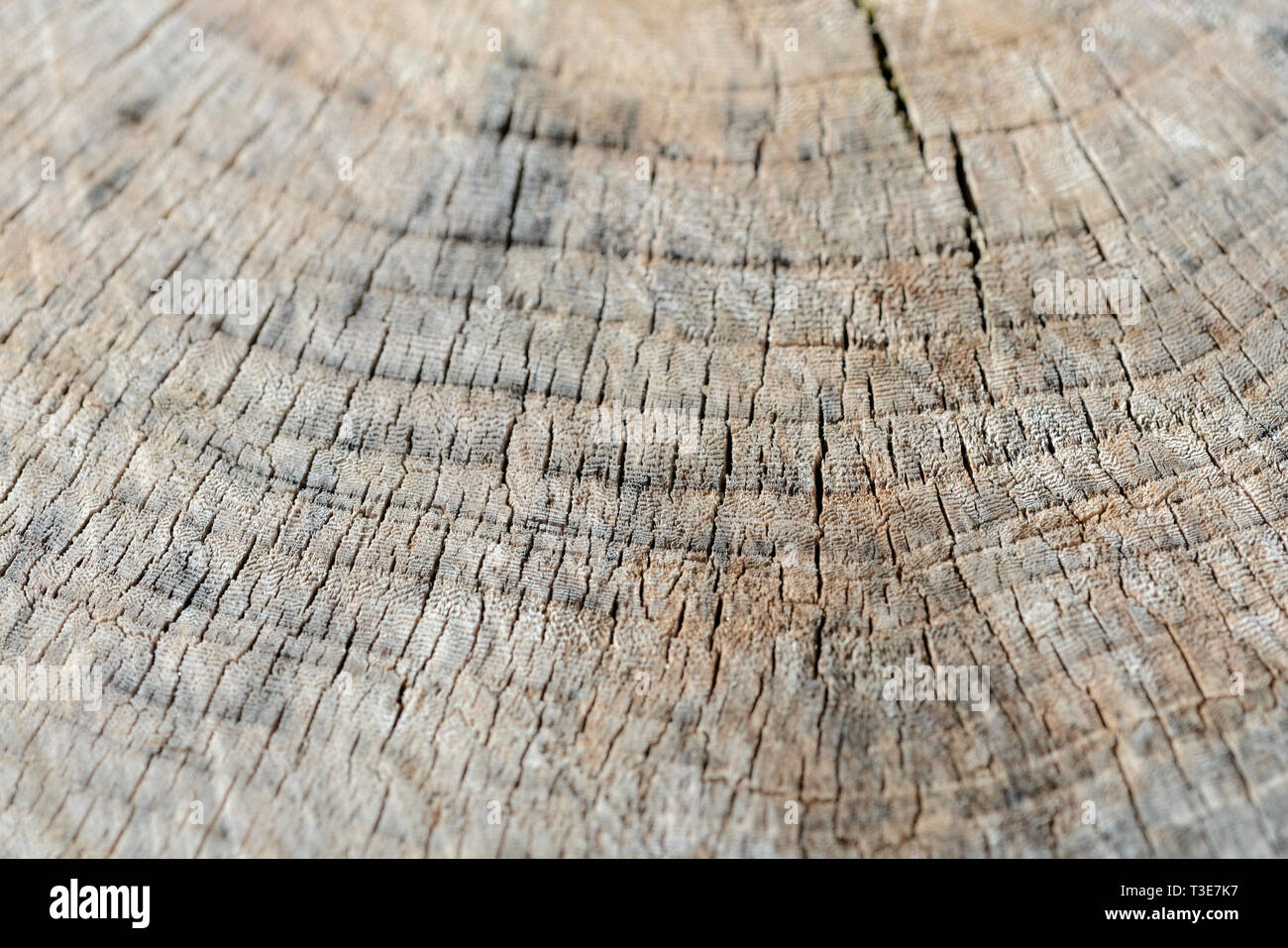 Sección transversal del fondo de troncos de árbol. Textura de madera,  troncos redondos de madera. Decoración del árbol de corte para decoración  interior o como fondo Fotografía de stock - Alamy