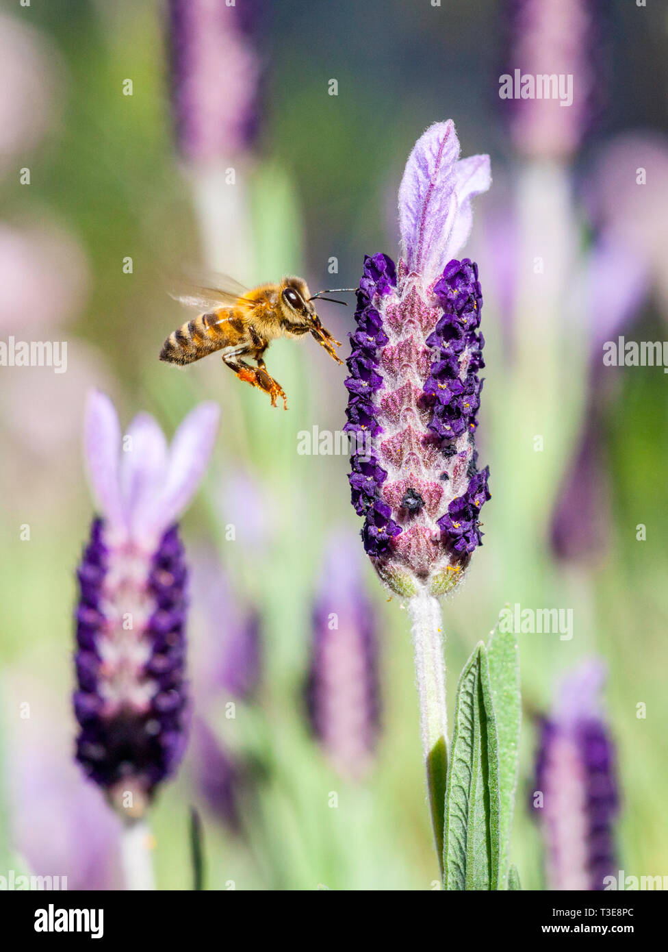 Abeja de Miel europea ( Apis mellifera ) volando hacia una flor de lavanda francesa. También conocida como La Abeja de Miel occidental. Foto de stock