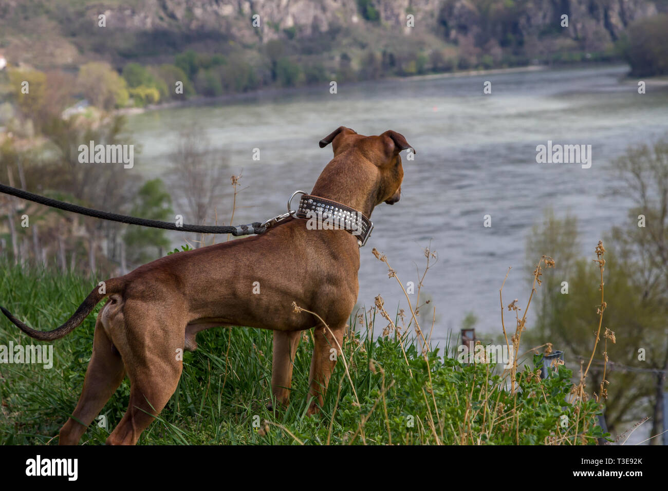 Wandern mit Hund (senderismo con perro) in der Wachau, Österreich Foto de stock