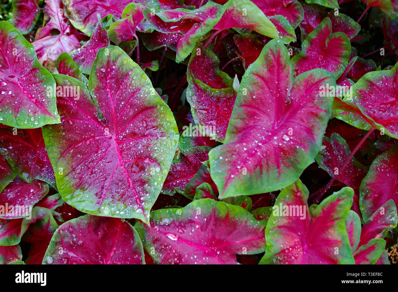 Plantas ornamentales tolerantes a la sombra fotografías e imágenes de alta  resolución - Alamy