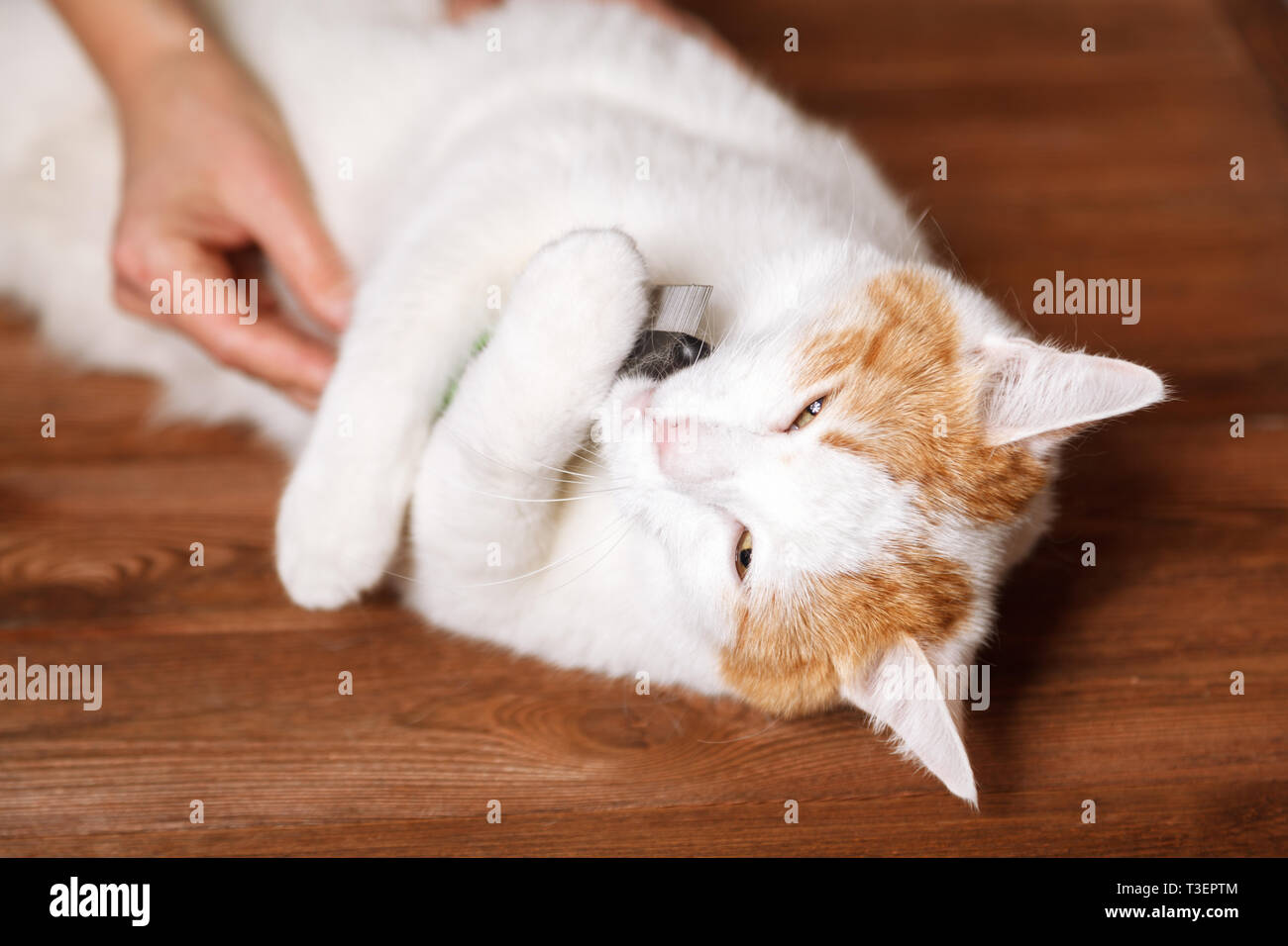 Blanco-rojo dulce cat sosteniendo un peine. Peinar los gatos domésticos. El concepto de cuidado de mascotas. Foto de stock