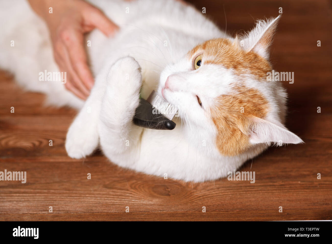 Blanco-rojo dulce cat sosteniendo un peine. Peinar los gatos domésticos. El concepto de cuidado de mascotas. Foto de stock