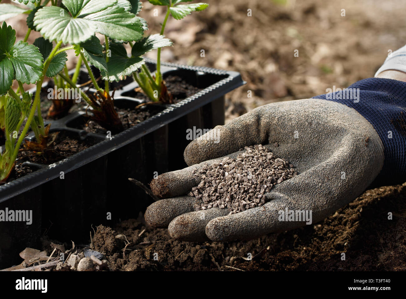 Jardinero mezcla de abono orgánico húmico gránulos con el suelo, el enriquecimiento de los suelos para que las plantas crezcan de forma óptima. La horticultura orgánica, alimentos saludables, nutrientes Foto de stock