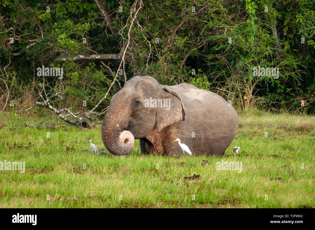 Elefante en Sri Lanka de pie en el agua, comiendo hierba Foto de stock
