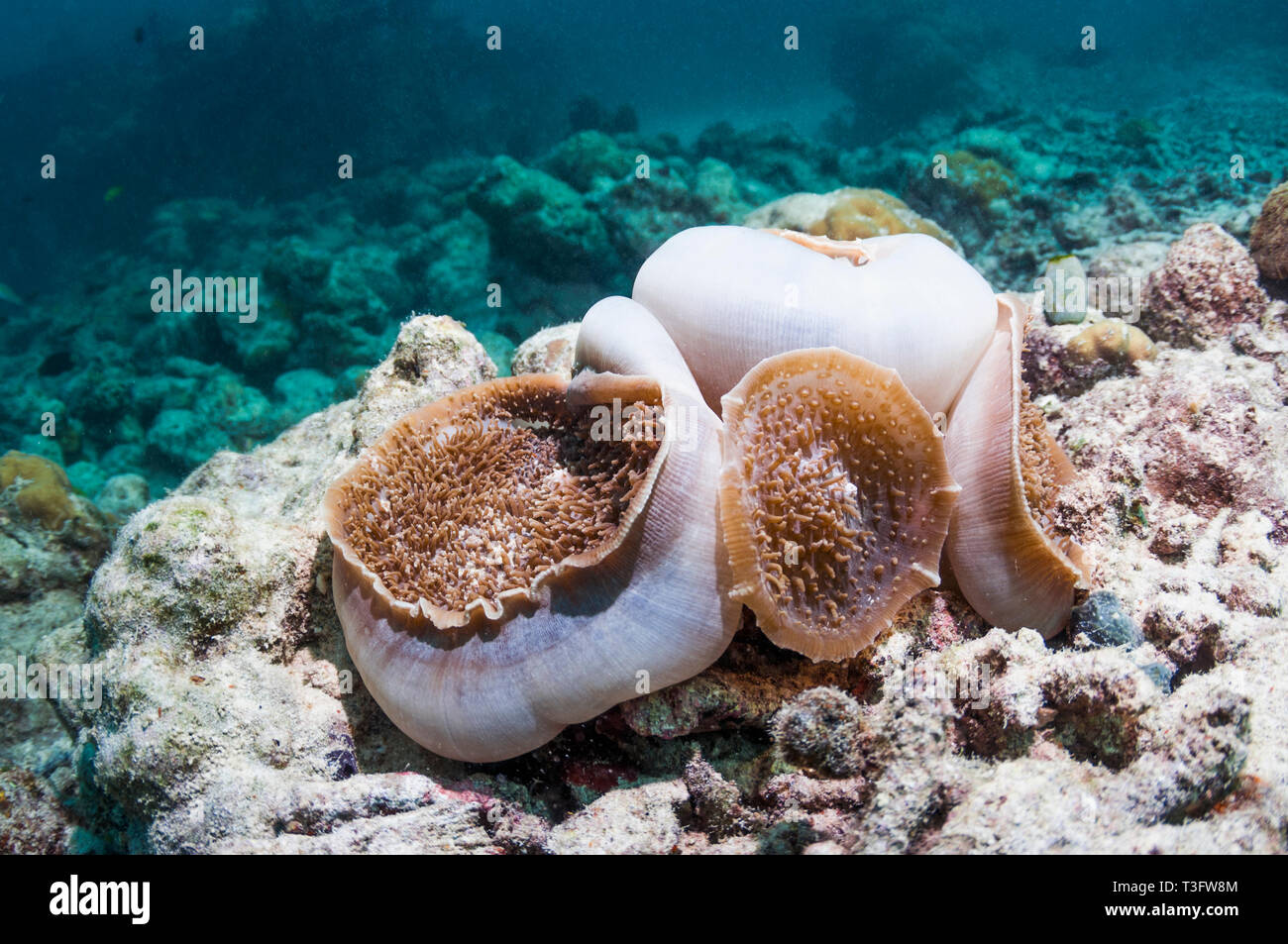 (Amplexidiscus fenestrafer anémona de disco). Esta es la mayor de las especies registradas de corallimorpharian. O disco Corallimorphs anémonas son similares a s Foto de stock
