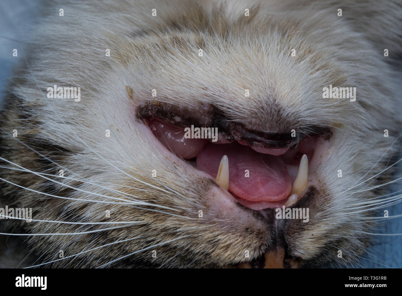 Eosinophiles Granulom Katze