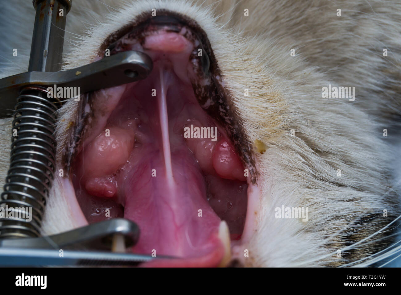 Granuloma eosinofílico en la boca de un gato. Cat con tumor oral Fotografía  de stock - Alamy