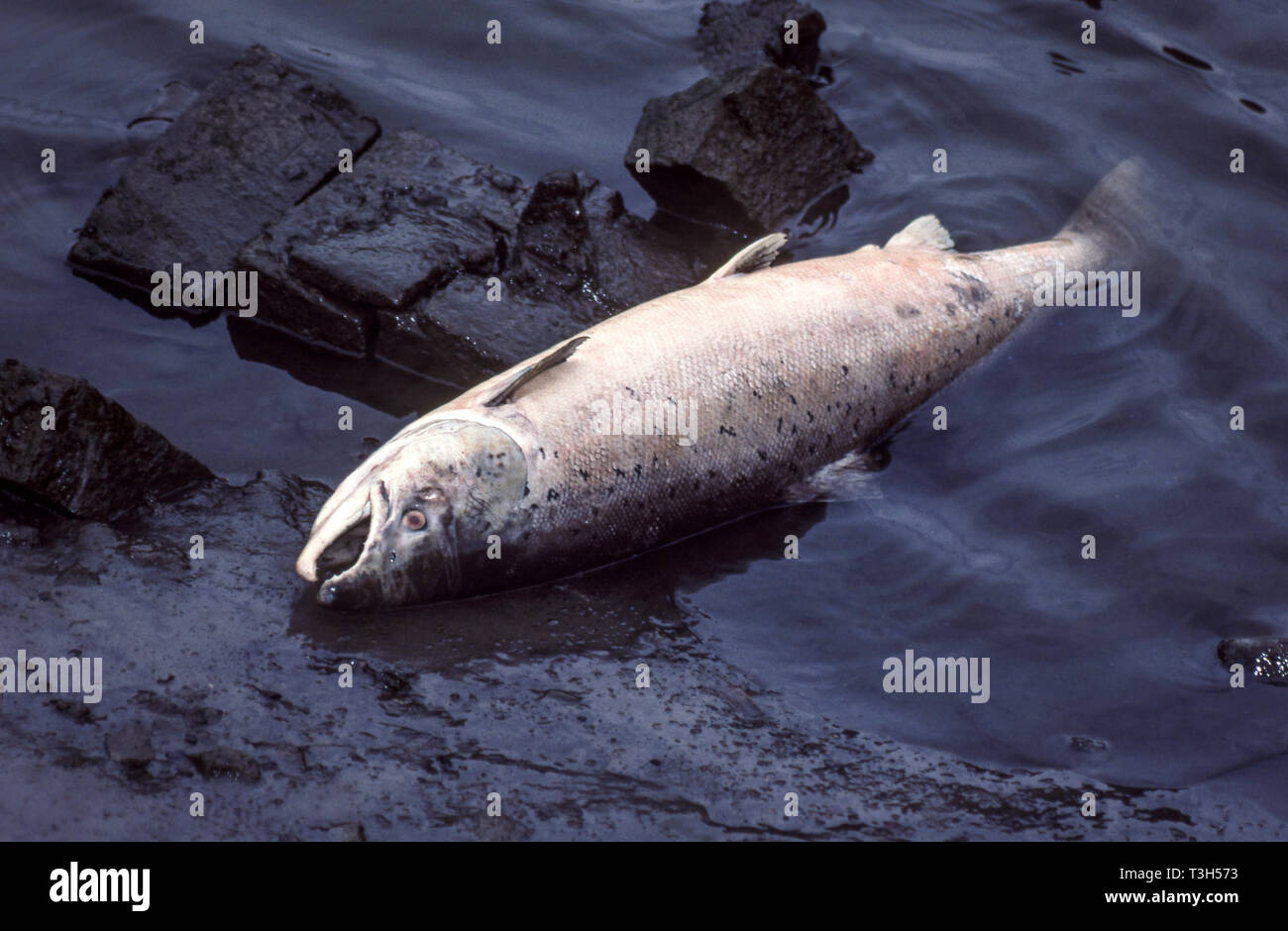 Madurar el salmón salvaje del Atlántico (Salmo salar) muertos en un tramo de marea de la orilla de un río.Este fue asesinado por el escurrimiento de la granja papilla después de fuertes lluvias. Foto de stock