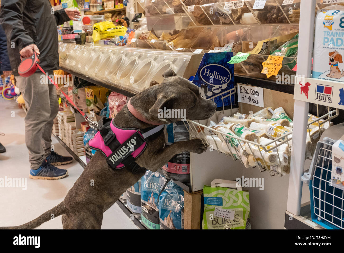 Exmouth, Devon, Reino Unido, Abril 6, 2019: un foso bull​ tipo de perro en una tienda de comida para mascotas repleto con comida para perros, olfateando una delicia, mientras que el propietario paga Foto de stock