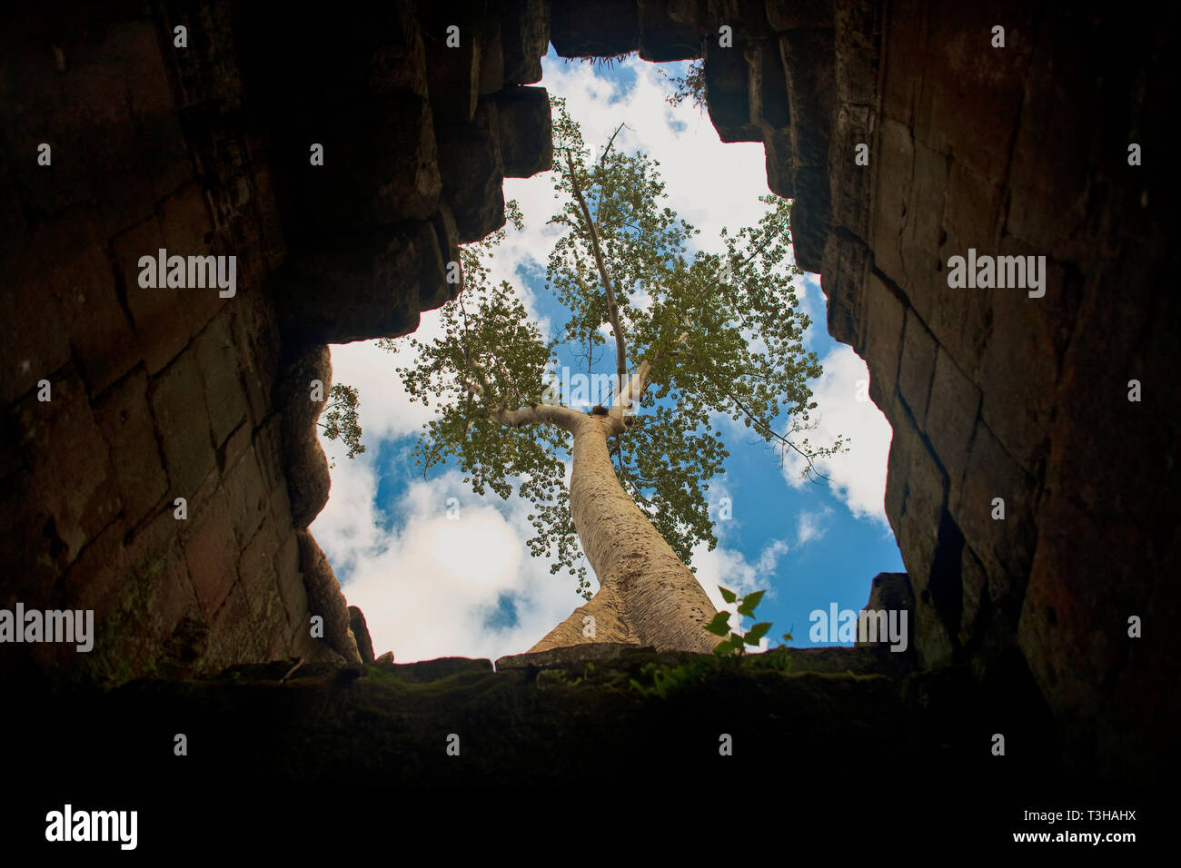 Árbol que crece sobre un templo subterráneo. Foto de stock