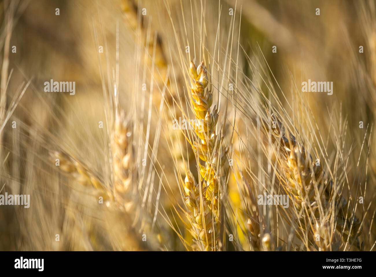 WA14688-00...WASHINGTON - campo de trigo en el cruce de carreteras de Hills Road y Danekas Road en el condado de Adams. Foto de stock