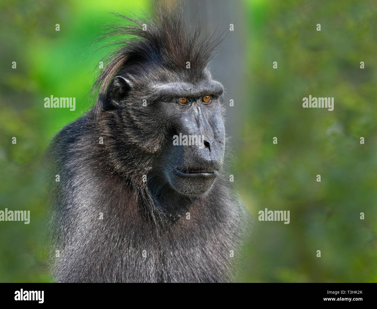 El macaco crestado de Célebes Macaca nigra, también conocido como el negro con cresta, macaco macaco crestado de Célebes, o el mono negro Foto de stock