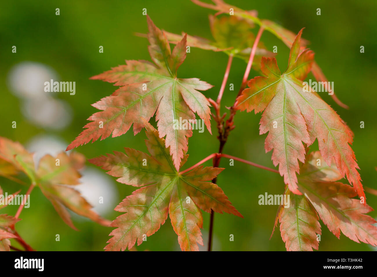 Las hojas de un joven Acer Palmatum brotando en primavera. Foto de stock