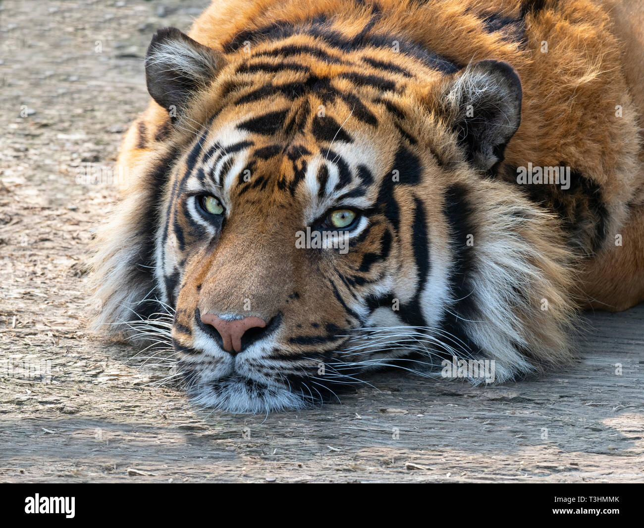 Tigre de Sumatra Panthera tigris sondaica cautivo Foto de stock