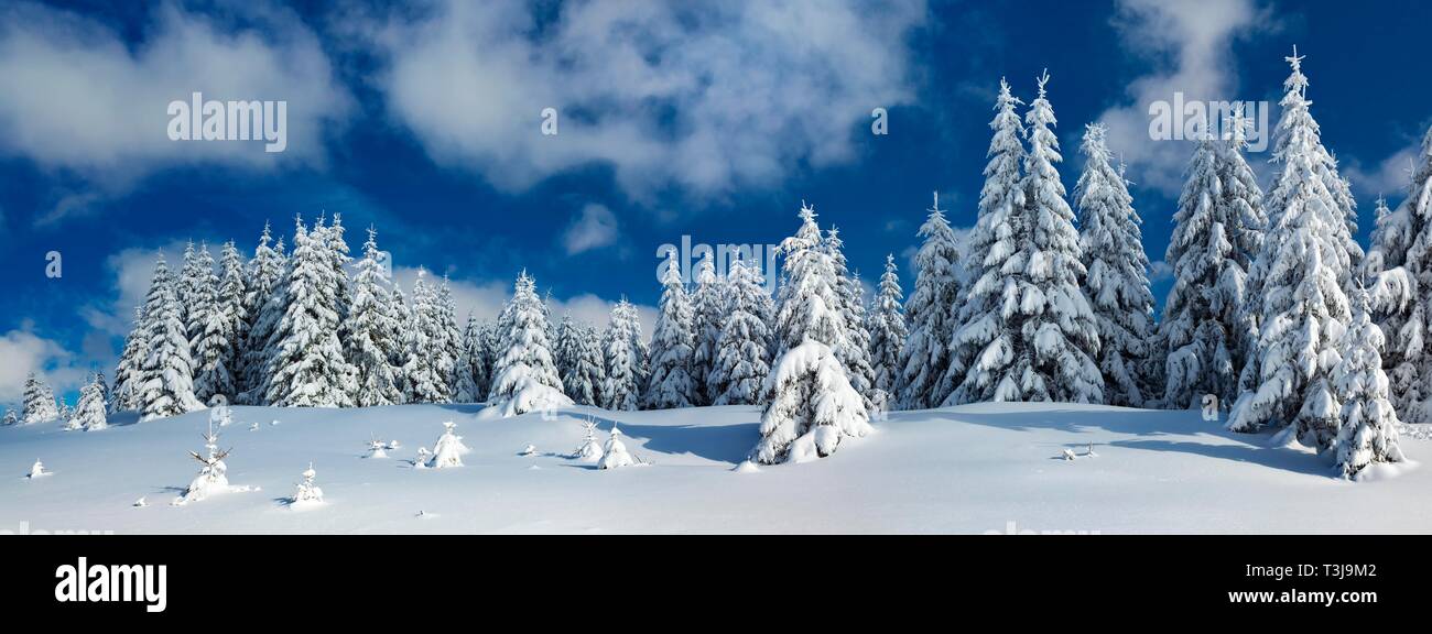 Panorama, cubiertos de nieve intacta paisaje invernal, abetos cubiertos de nieve, el Parque Nacional de Harz, cerca de Schierke, Sajonia-Anhalt, Alemania Foto de stock