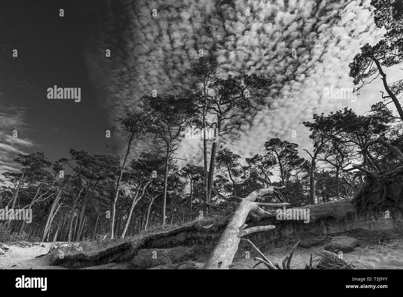 Bosque en West Beach, cielo nublado, Ahrenshoop, Darss, Mecklemburgo-Pomerania Occidental, Alemania Foto de stock