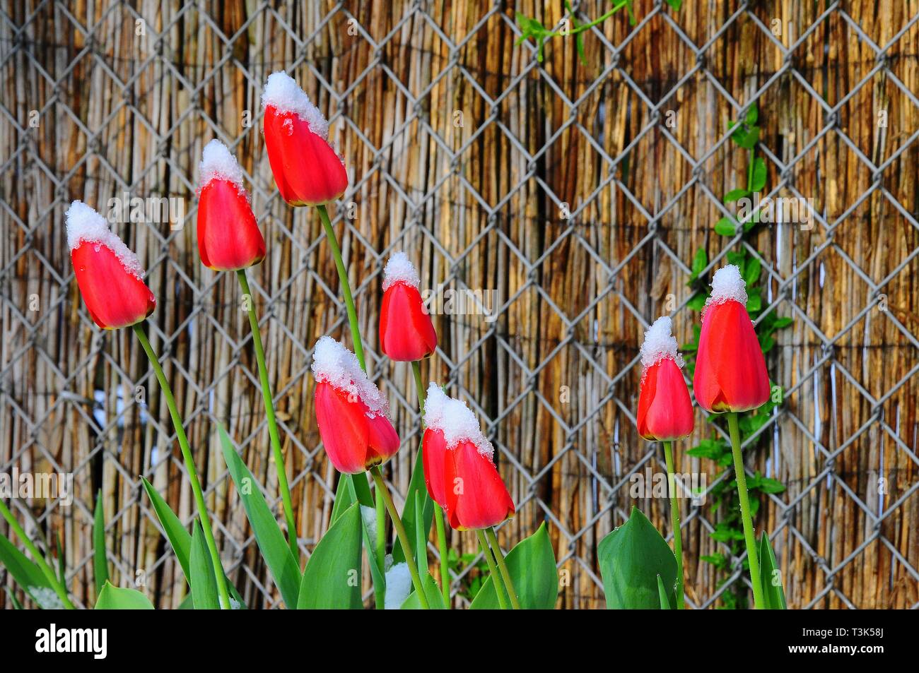 Tulipanes (Tulipa, Lilioideae), con cubierta de nieve Foto de stock