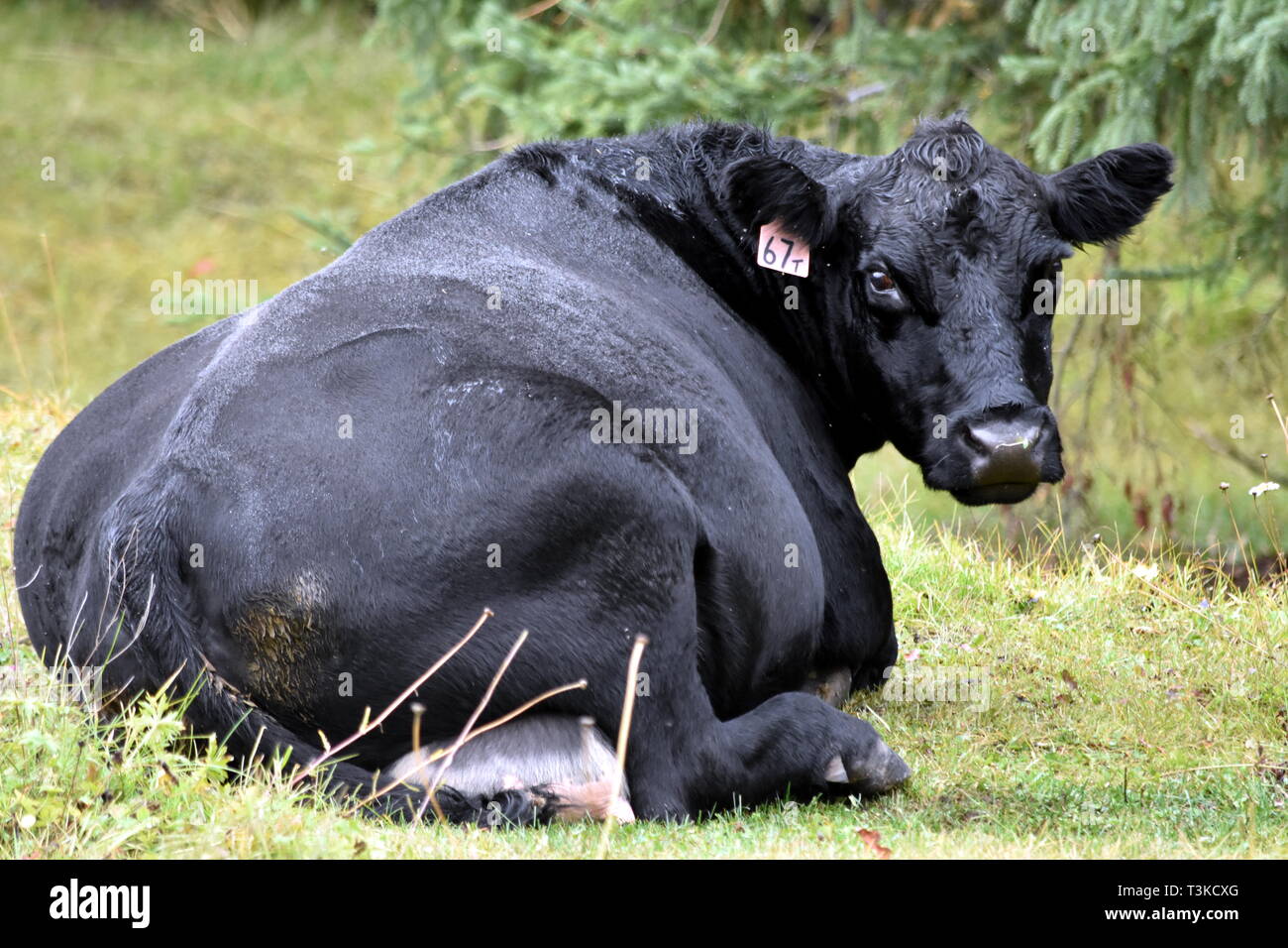 Fotografía de una grasa de vaca negra se fijan en un campo en British Columbia, Canadá, que está mirando hacia la cámara. Foto de stock