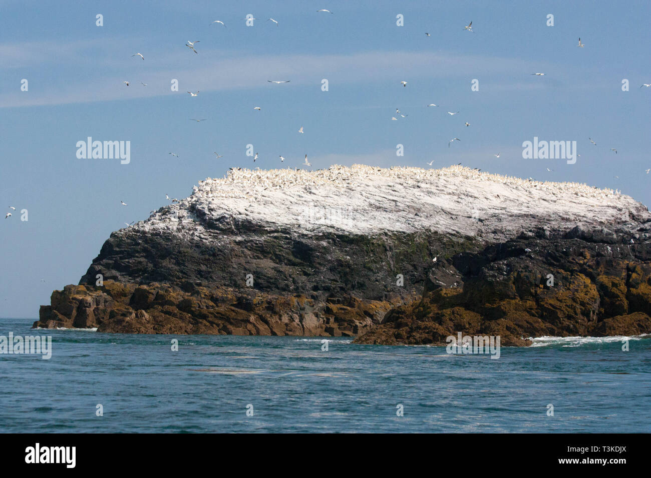 Gran colonia de alcatraces en la pequeña isla de Grassholm Pembrokeshire Foto de stock