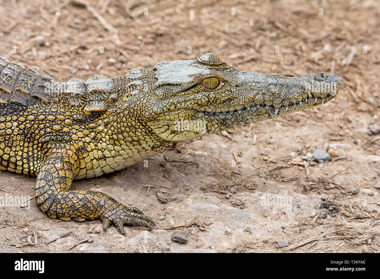 Un cocodrilo del Nilo menores descansando sobre una orilla en el sur sabana  africana Fotografía de stock - Alamy