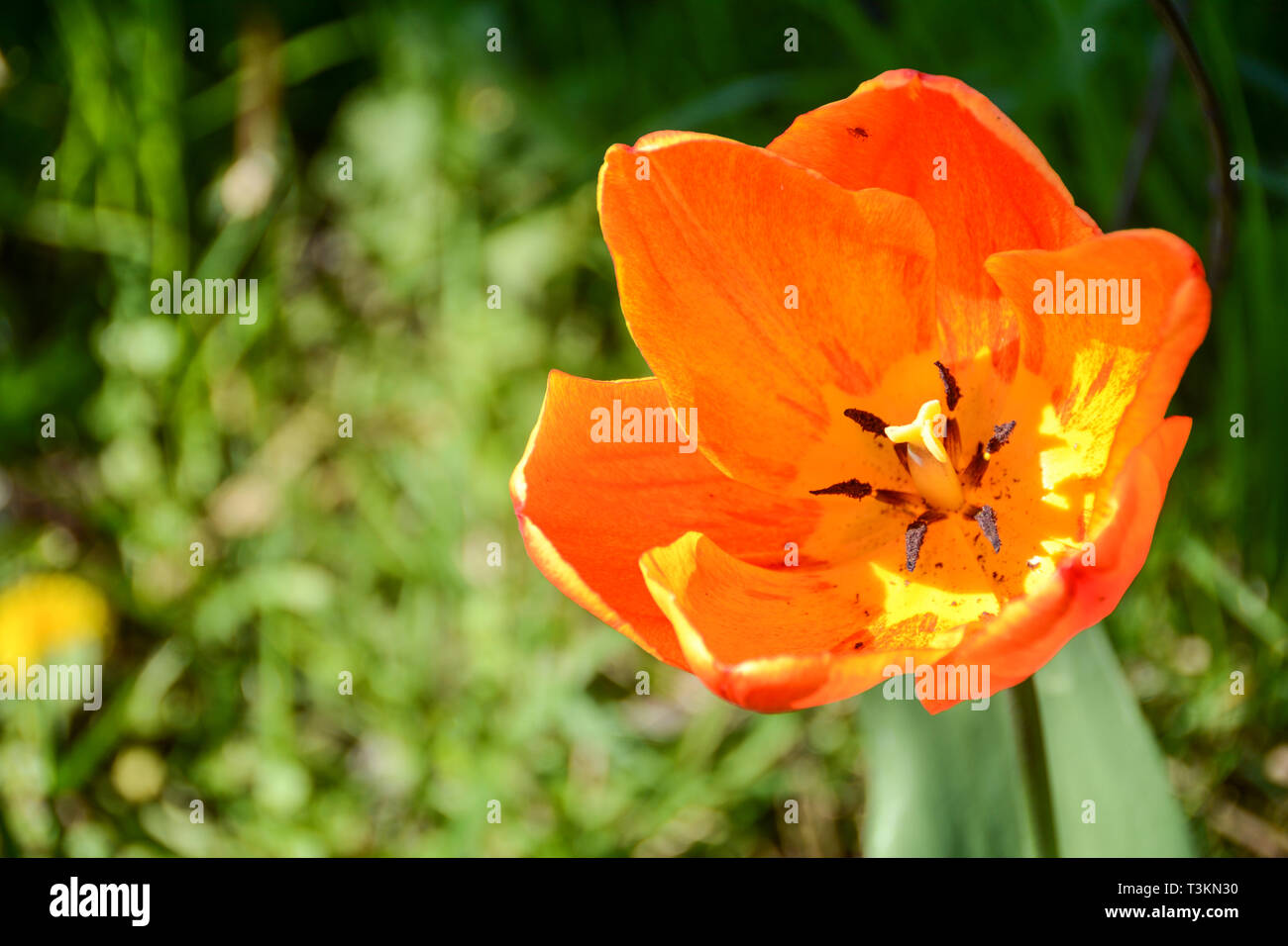 Coloridos tulipanes naranja en un día de primavera Foto de stock