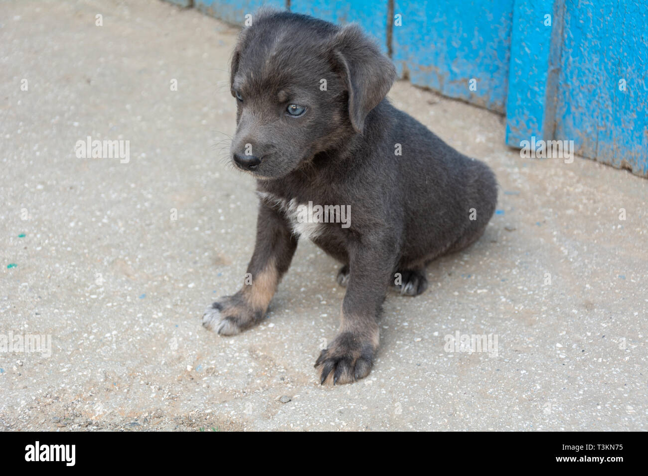 Perro cachorro color gris, 2 meses Fotografía de stock - Alamy