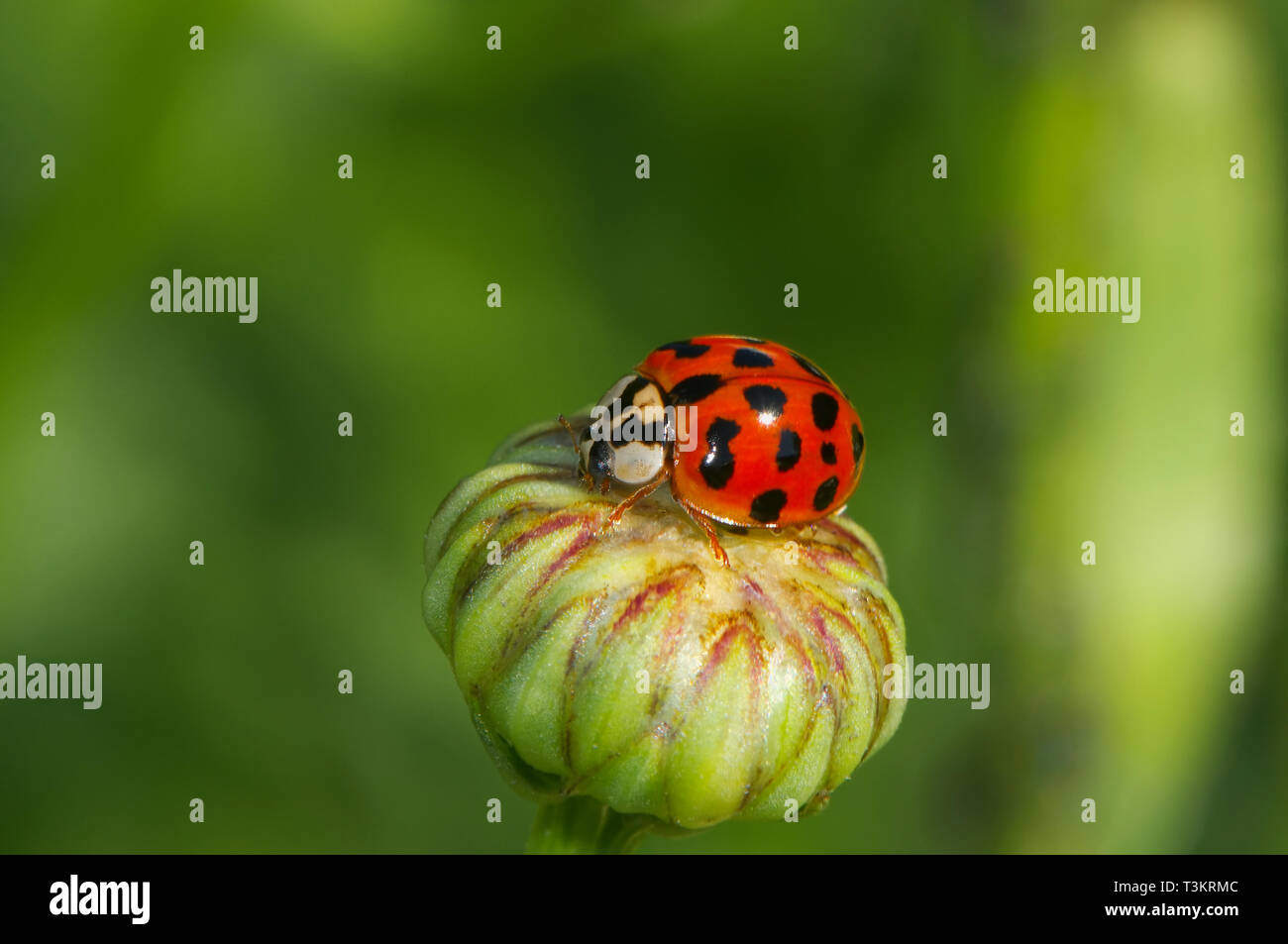 Un escarabajo asiático de Dama (Coccinellidae) sobre un Shasta Daisy bud (Leucanthemum x superbum) Foto de stock