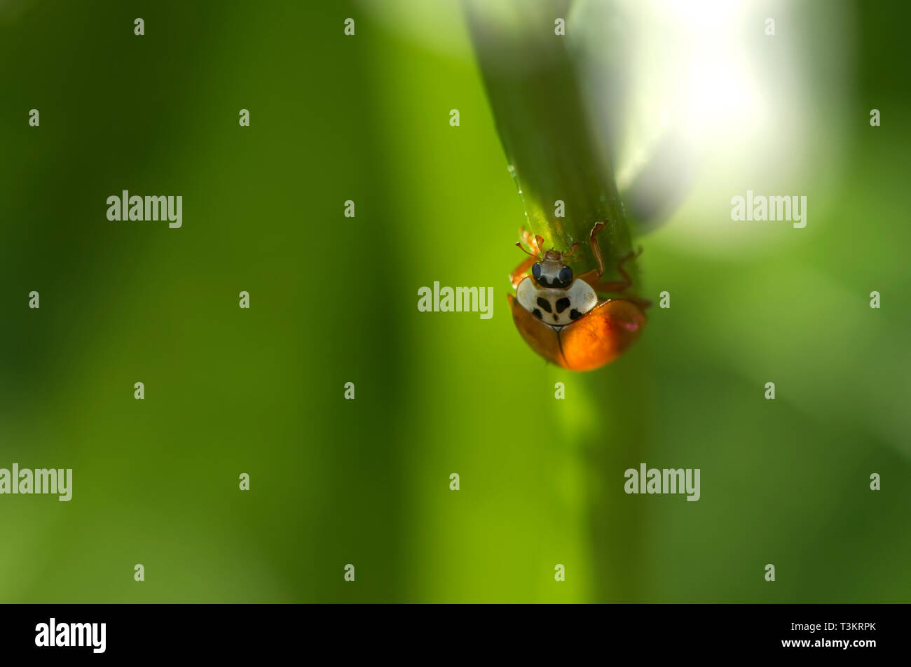 Un escarabajo asiático de Dama (Coccinellidae) en una planta de jardín en busca de los pulgones. Foto de stock