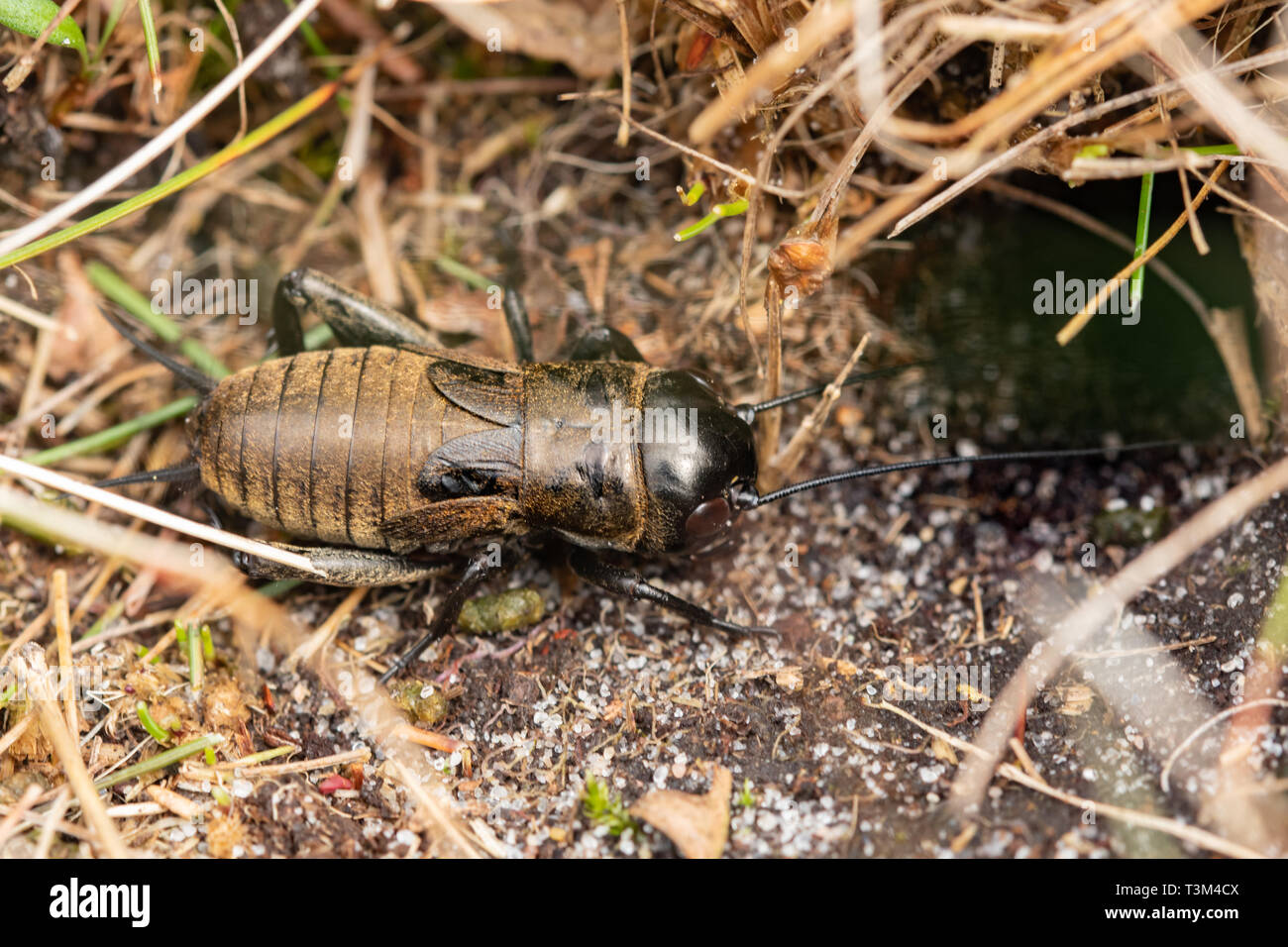 Grillo de campo (Gryllus campestris) ninfa, una rara especie en peligro de extinción de insectos incapaces de volar en el Reino Unido, West Sussex, Reino Unido, cerca de su madriguera Foto de stock