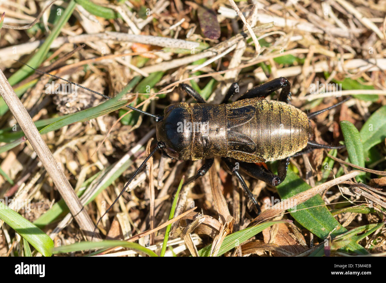 Grillo de campo (Gryllus campestris) ninfa, una rara especie en peligro de extinción de insectos incapaces de volar en el Reino Unido, West Sussex, Reino Unido Foto de stock