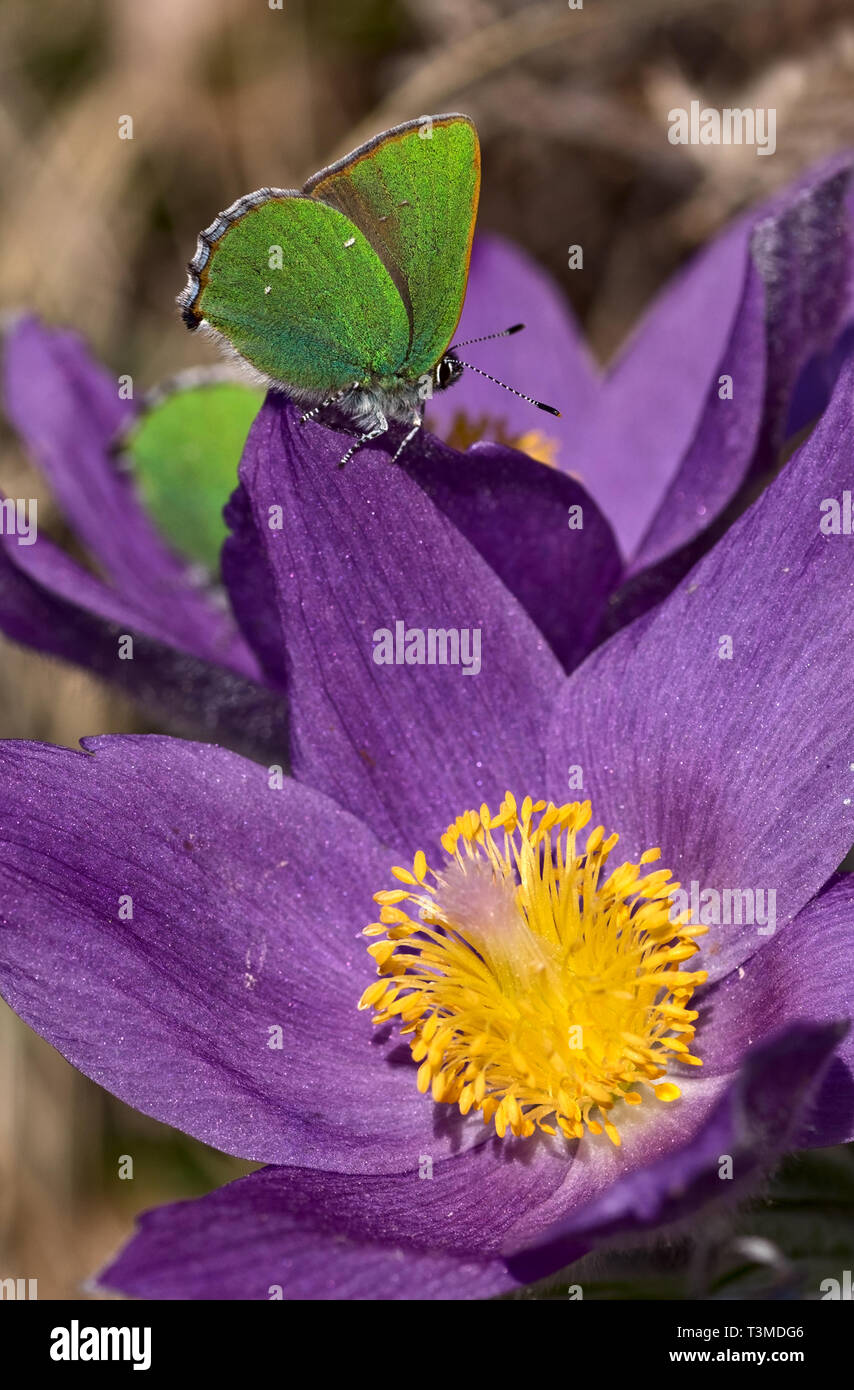 Verde mariposa sobre hairsteak Pulsatilla patens flor close-up Foto de stock