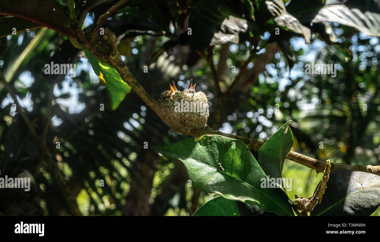 Un hermoso Colibrí nido con dos polluelos sentado en espera de sus padres para alimentarlos. Fue construido en una rama de un árbol cerca de la playa. Foto de stock