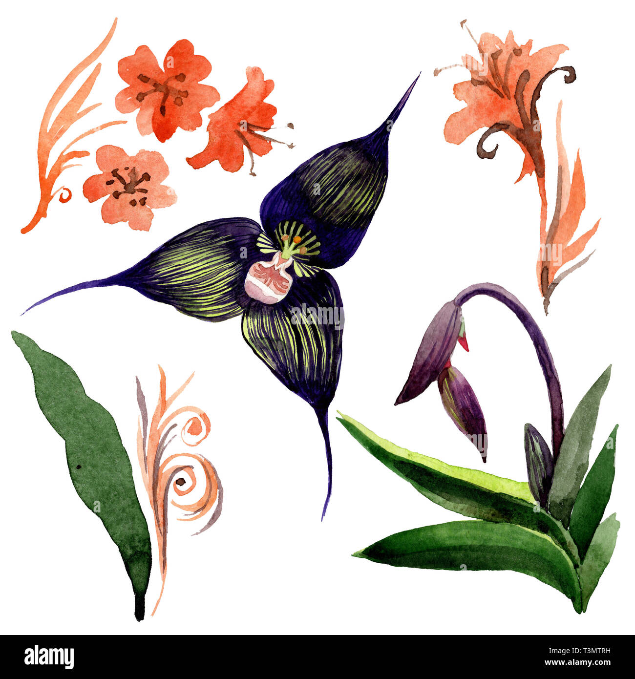 Orquídea Negra botánico floral flores. Ilustración de fondo de acuarela.  Ilustración de orquídeas elemento aislado Fotografía de stock - Alamy