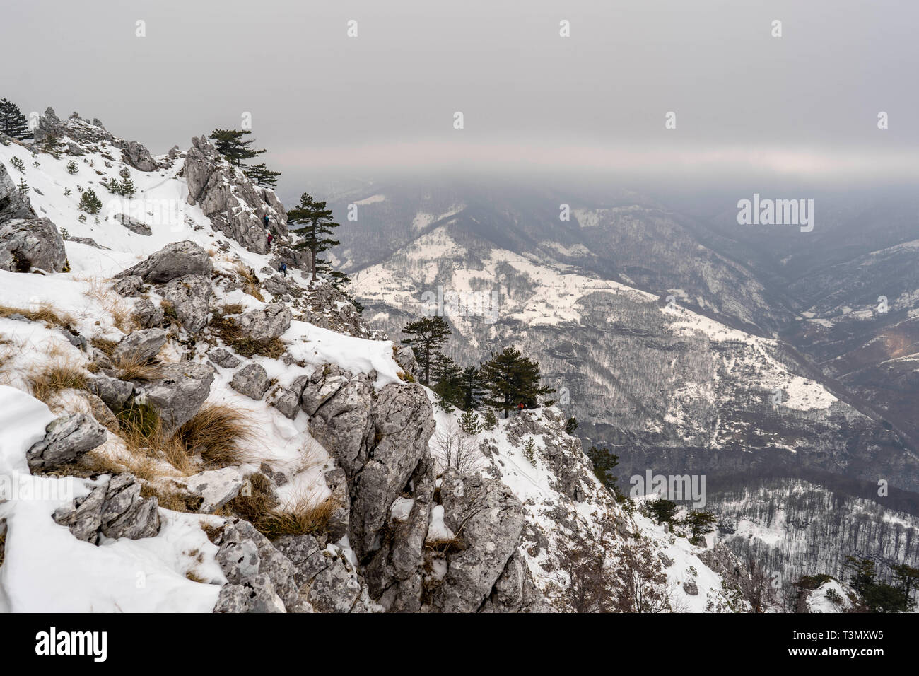 Pino negro en época de nevadas en los picos de las montañas de Mehedinti, Rumania Foto de stock