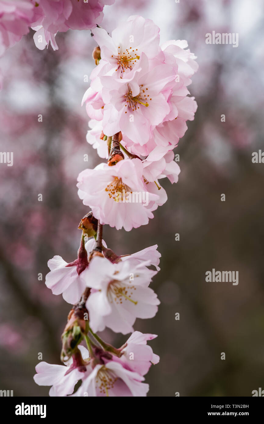 Hermosas flores de cerezo rosa son la flor nacional de Japón y simbolizan la  impermanencia de la vida y el concepto de mono no sabe un japonés ter  Fotografía de stock -