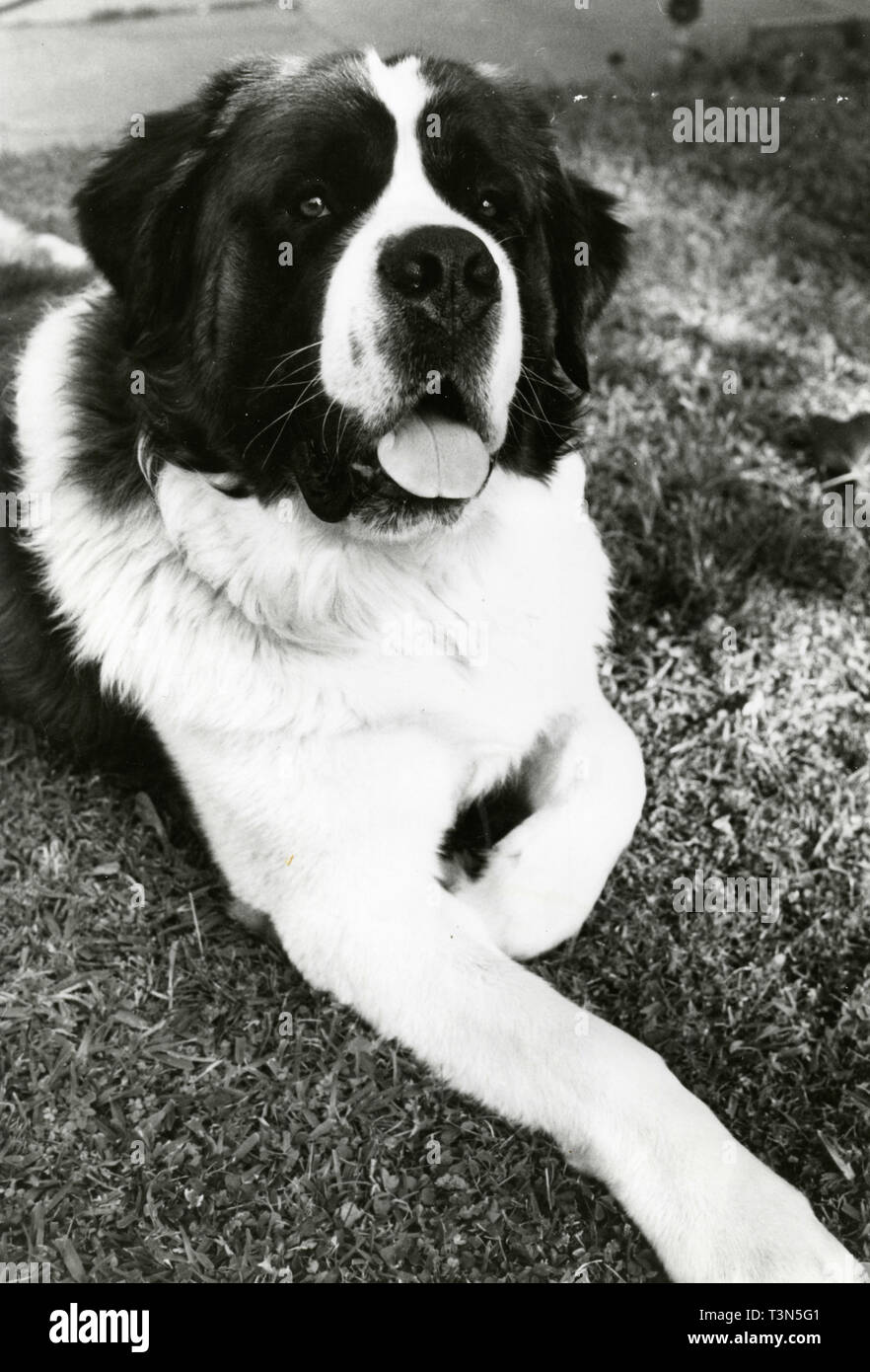 Beethoven el perro fotografías e imágenes de alta resolución - Alamy