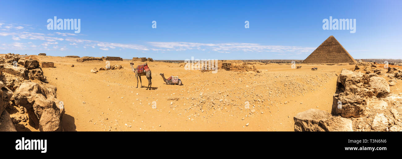 Giza panorama del desierto con los camellos y las pirámides de Egipto Foto de stock